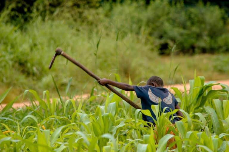Tumia Njia Hii Kujiwamua Katika Kilimo Usihangaike Tena