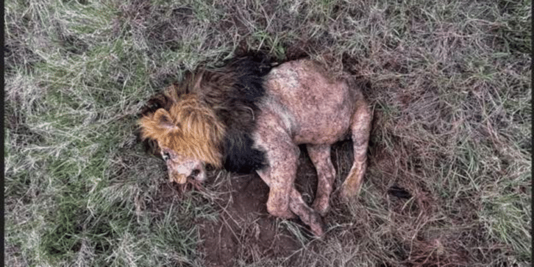 Tazama simba Bob Junior auawa na wanae akipigania utawala