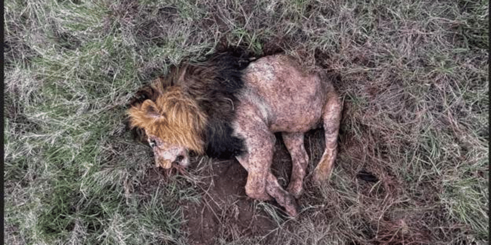 Tazama simba Bob Junior auawa na wanae akipigania utawala